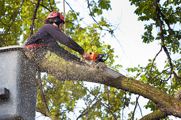 Vandalia, OH Tree Services Company